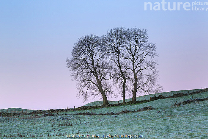 Stock photo of Three Ash trees (Fraxinus excelsior) silhouetted along ...