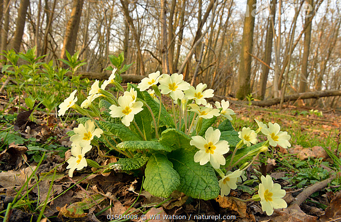 Fall Primulas Stock photo of Primroses (Primula vulgaris) growing in Ash (Fraxinus ...