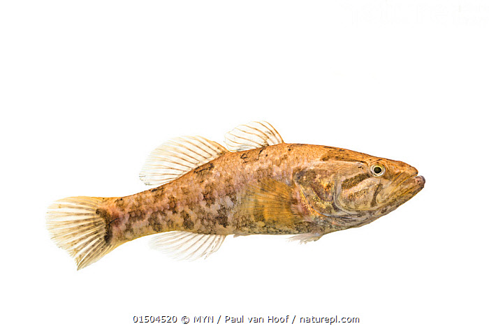 Turmushga chiqqan ayollar bilan video jinsiy aloqa