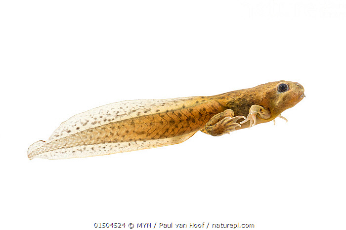 Stock photo of Common spadefoot toad (Pelobates fuscus) tadpole in