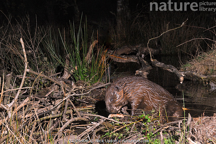 Stock photo of Eurasian beaver (Castor fiber) arranging sticks on its ...