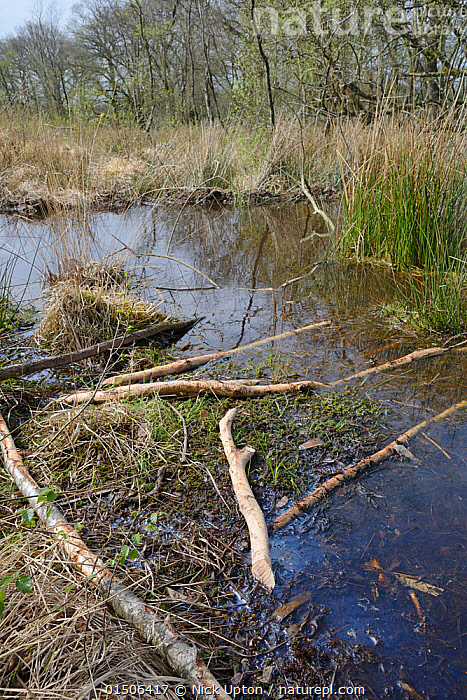 Stock photo of Branches stripped of bark by Eurasian beavers (Castor ...