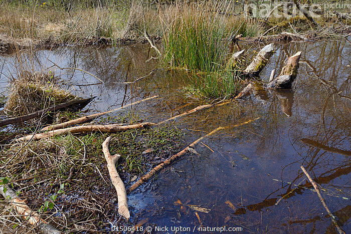 Stock photo of Branches stripped of bark by Eurasian beavers (Castor ...