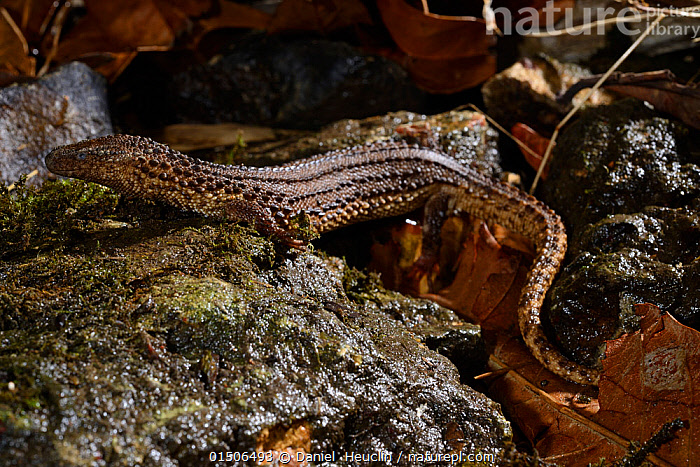 Stock photo of Earless monitor lizard (Lanthanotus borneensis) venomous