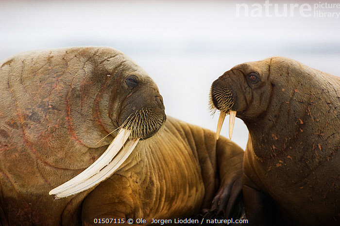 File:Walrus animal male detailed photo.jpg - Wikimedia Commons