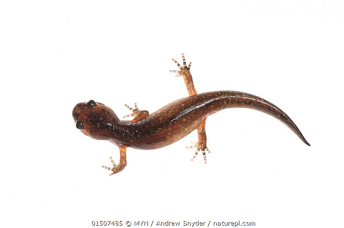 Stock photo for sale Marbled of Mississippi, opacum) salamander Oxford, Juvenile Available on USA…. (Ambystoma