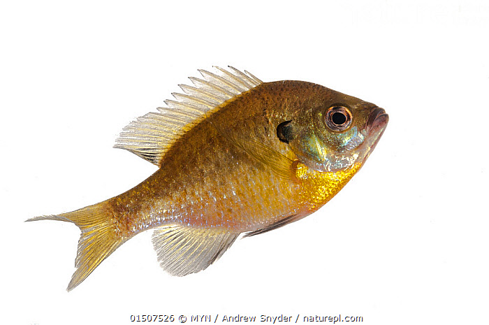 Bluegill Lepomis macrochirus