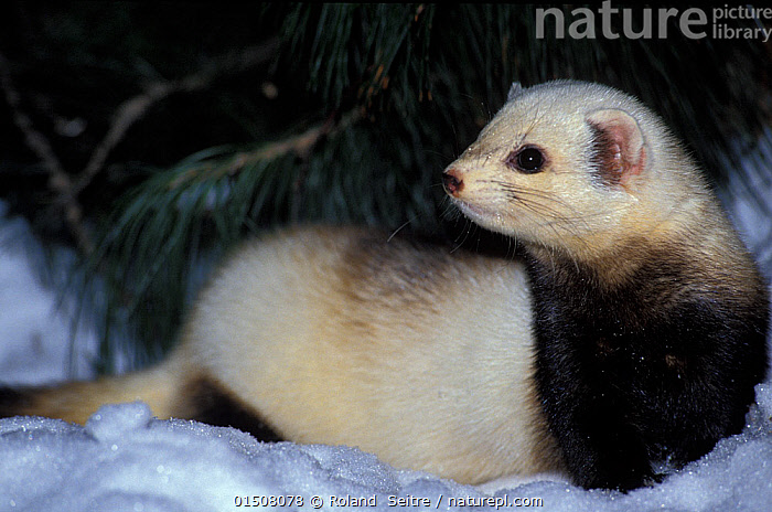 Polercat Stock photo of Steppe polecat (Mustela eversmanni) portrait in snow ...