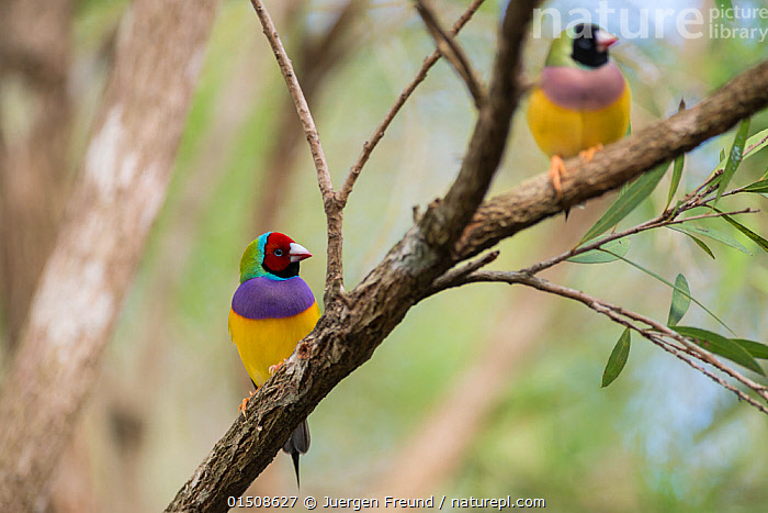 Stock Photo Of Gouldian Finches Erythrura Gouldiae Red Head Male And Stock Photo Of Gouldian Finches Erythrura Gouldiae Red Head Male And