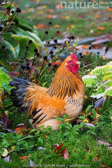 Stock photo of Buff brahma bantam (gold and black) rooster in green  vegetation, Higganum…. Available for sale on