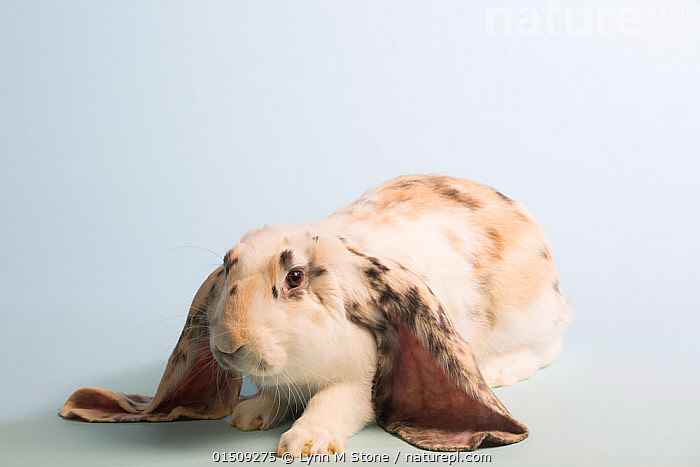 Stock photo of English lop rabbit, tricolor.. Available for sale on www ...