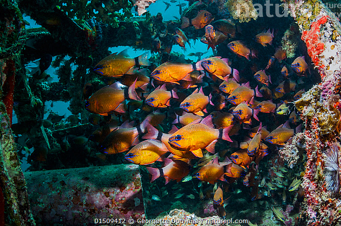 Stock photo of Ring-tailed cardinalfish (Apogon aureus) schooling in ...