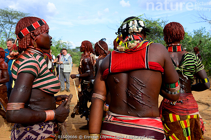 Stock photo of Scars on back of woman whipped during Hamer Jumping of the  Bulls ceremony…. Available for sale on