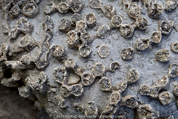 Stock photo of Fossilised Carboniferous limestone coral