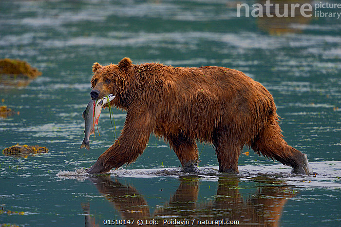 Kodiak Brown Bear (Ursus arctos middendorffi), bear 