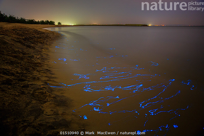 Japan in Photos – Ocean fireflies