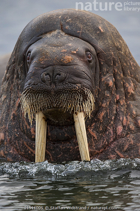 Stock photo of Atlantic Walrus (Odobenus rosmarus) at surface, Svalbard ...