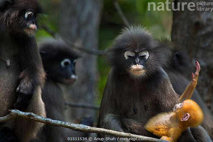 Stock photo of Dusky leaf monkeys (Trachypithecus obscurus) in tree, one  holding baby …. Available for sale on