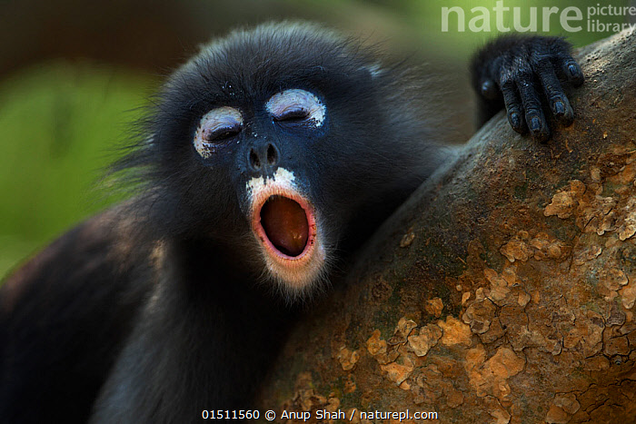 Dusky leaf monkey stock image. Image of black, asia, monkey - 73685565