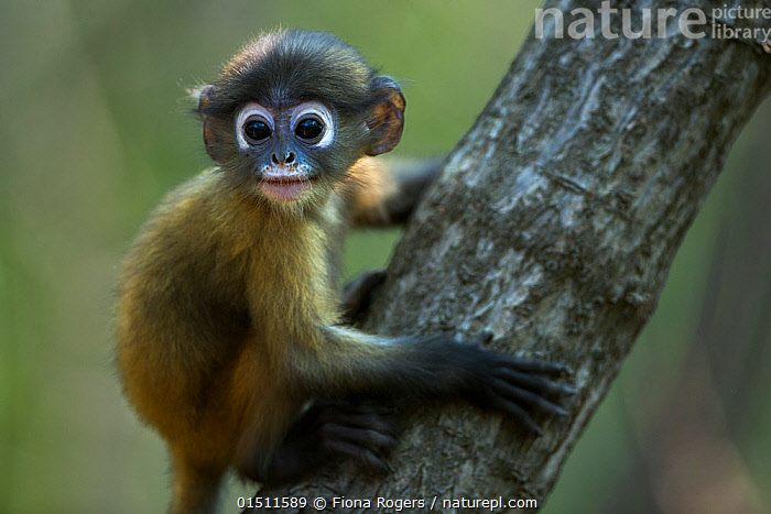 Stock photo of Dusky leaf monkey (Trachypithecus obscurus) baby on