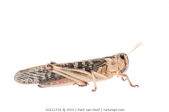 Stock photo of Migratory locust (Locusta migratoria) female