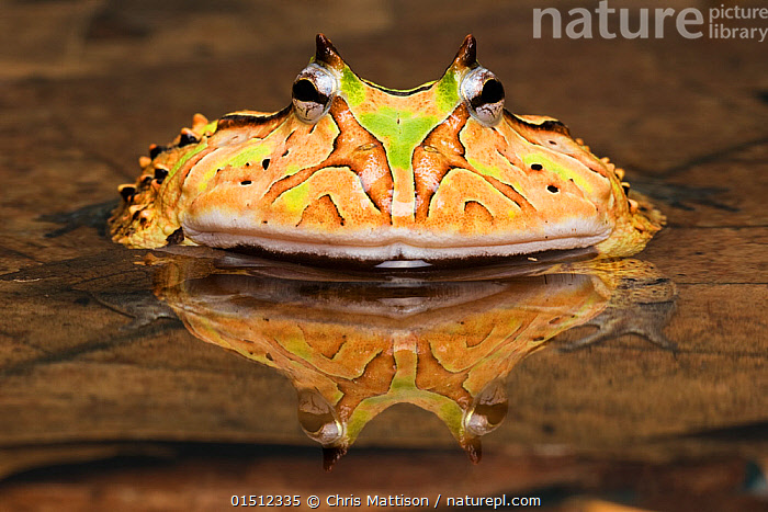 Pacman 2024 frog water