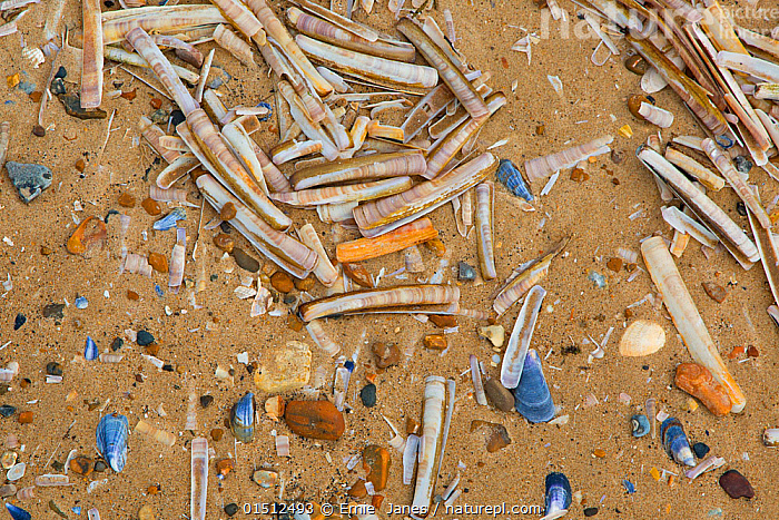 Stock photo of Sea shells on beach including Razor clams (Ensis siliqua ...