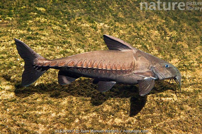 Stock photo of Ripsaw catfish (Oxydoras niger) captive, occurs in South  America.. Available for sale on