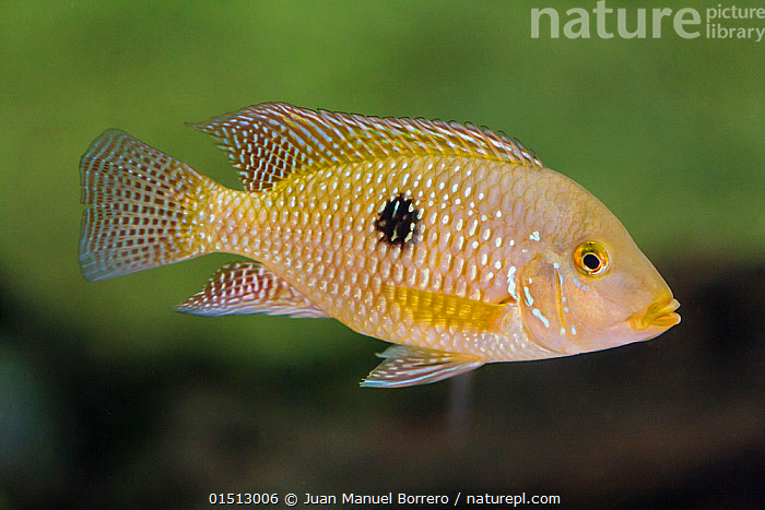 Pearl cichlid best sale for sale