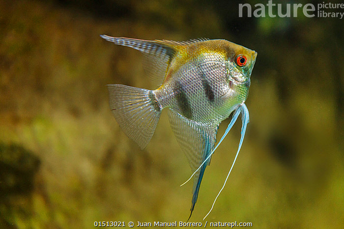 Freshwater Yellow Angelfish