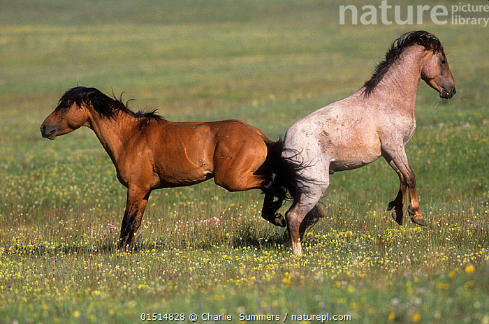 Stock photo of Wild horses (Equus ferus) bay and strawberry roan