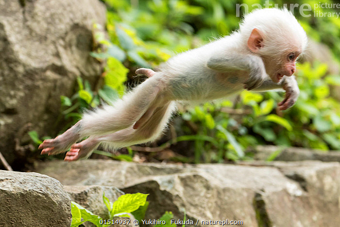 Stock photo of Japanese macaque (Macaca fuscata fuscata) rare 