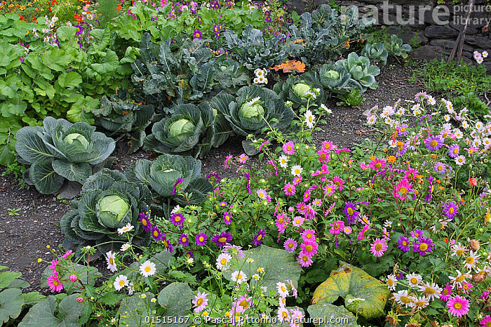 Stock photo of Cabbage plants (Brassica oleracea capita) growing