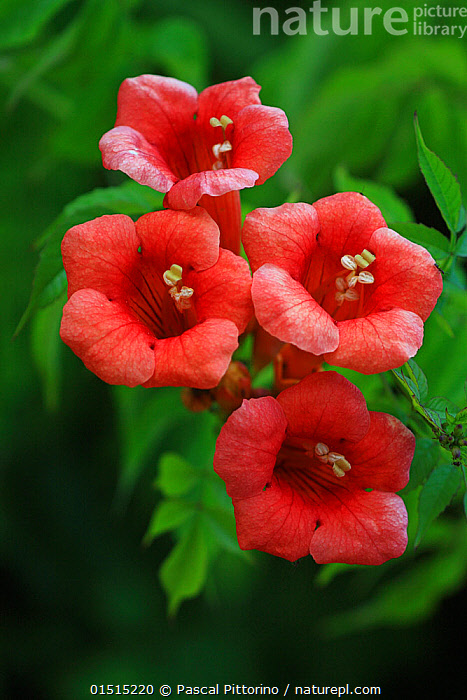 File:Campsis radicans (Trumpet creeper).JPG - Wikimedia Commons