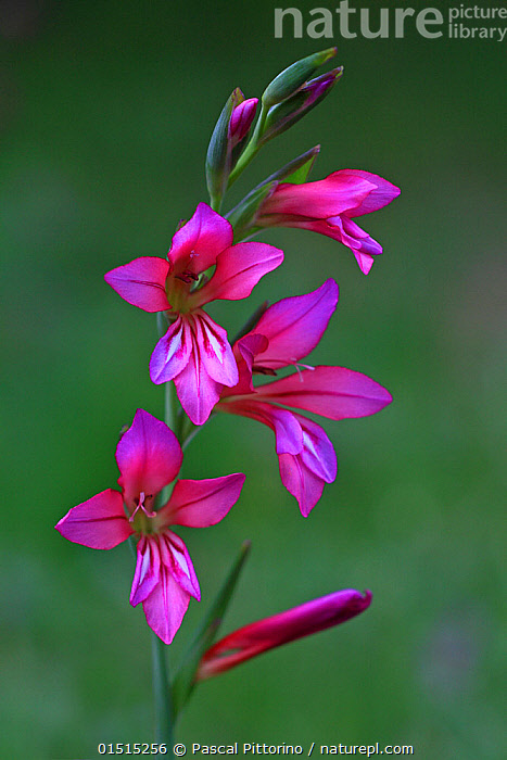 Gladiolus italicus store