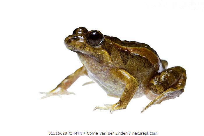 Stock photo of Signbearing froglet (Crinia insignifera) Swan Coastal