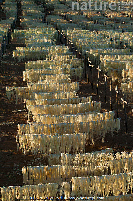 Stock photo of Sisal (Agave sisalana) fibres drying for rope making ...
