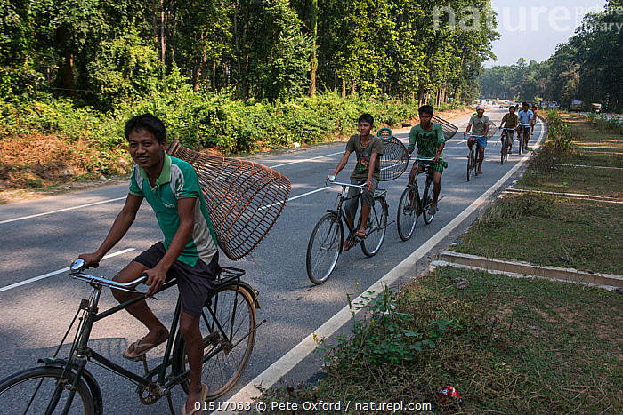 Stock photo of Men cycling along road with fishing baskets on backs, Assam,  North East…. Available for sale on