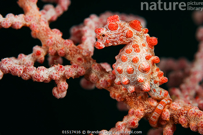 pygmy seahorse camouflaged on sea fan