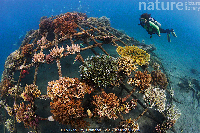 Stock photo of Diver looking at artificial reef in Permuteran Bay, Bali  Island…. Available for sale on