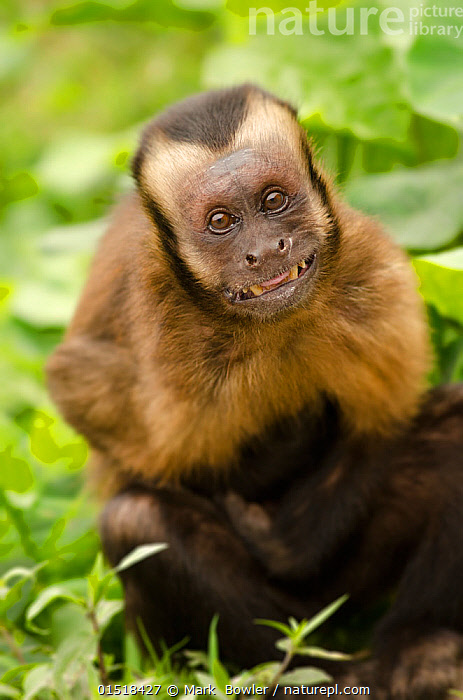 capuchin monkey smile