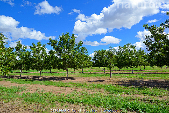 Stock photo of Plantation of Pistachio trees (PIstacia vera) in 
