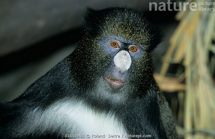 NOVITA ノビタ　NATUNATURAL MOUNTAIN MONKEYS 2025 Explore the world's northernmost monkey (Sai-mura