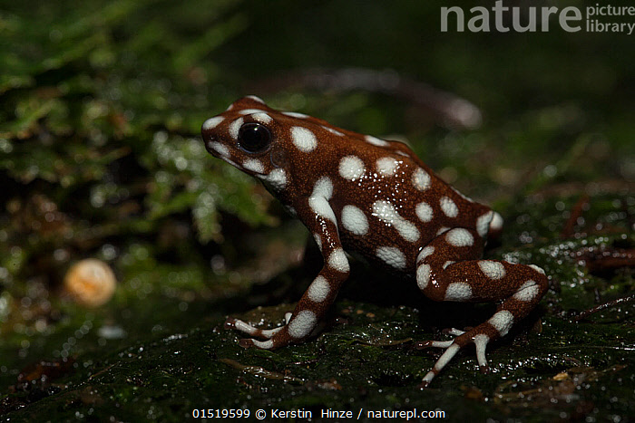 Frog inflates its backside to show off a pair of poison-squirting fake eyes  to escape predators