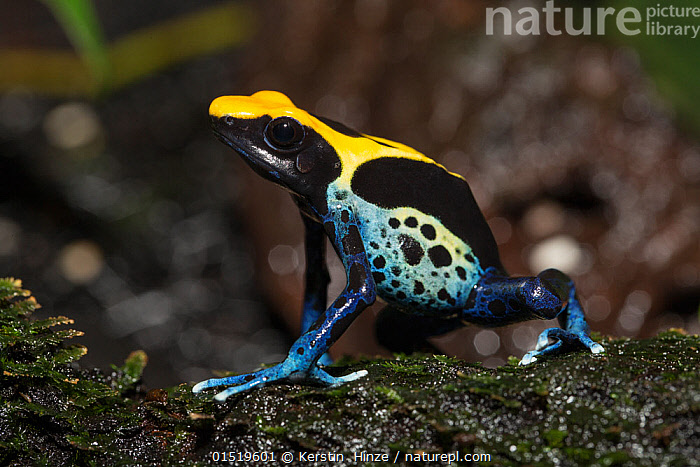 Dyeing Dart Frog For Sale