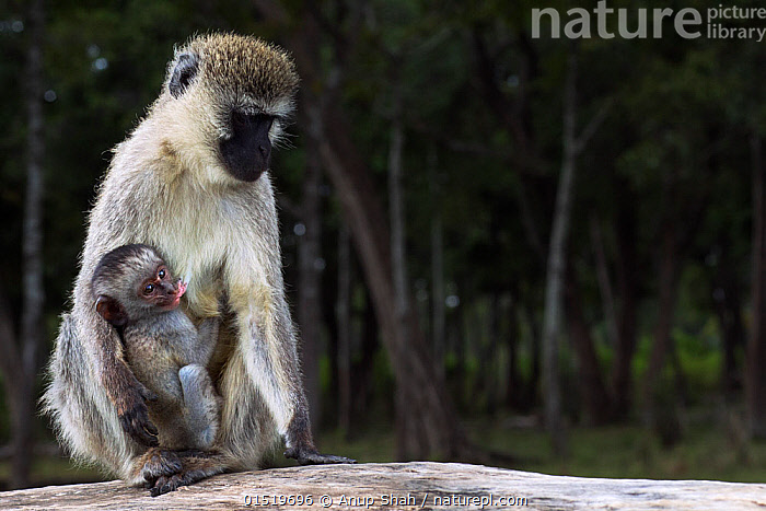Stock photo of Vervet monkey (Cercopithecus aethiops) female with ...