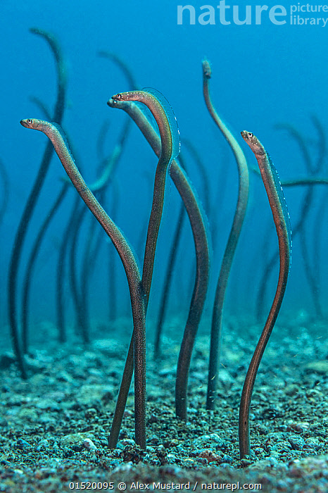 Stock photo of Spaghetti garden eels (Gorgasia maculata) stretching up out  of their…. Available for sale on