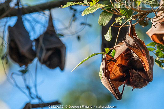 Stock photo of Little red flying fox (Pteropus scapulatus) roosting ...