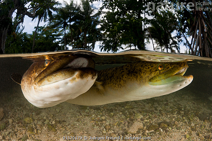 giant freshwater eel