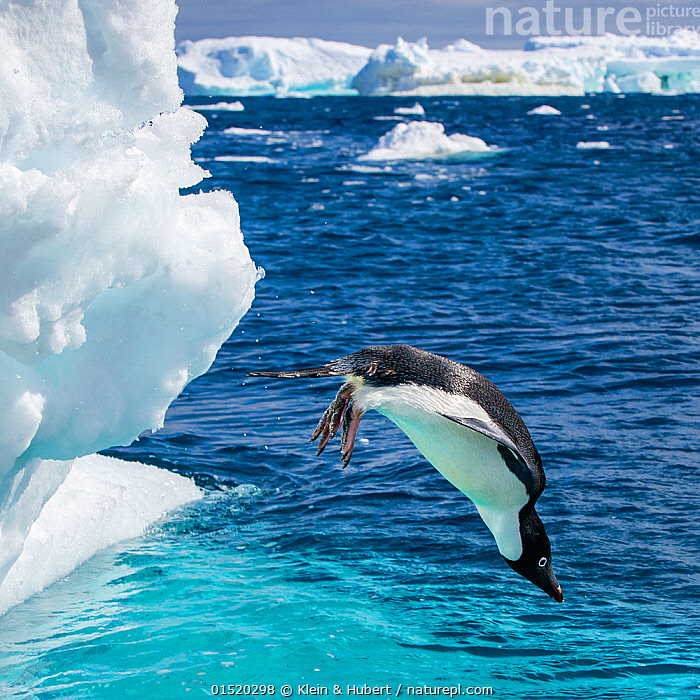 Stock photo of Adelie penguin (Pygoscelis adeliae) diving into the sea ...